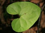 Asarum heterotropoides