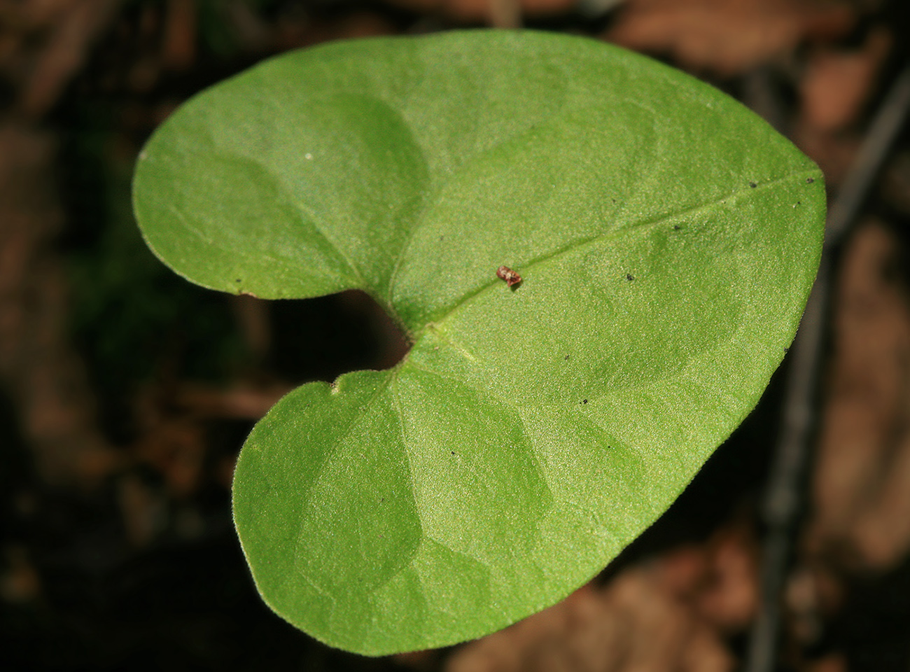 Image of Asarum heterotropoides specimen.