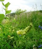 Vicia pisiformis. Соцветия. Пензенская обл., Лунинский р-н, окр. с. Ферлюдинка, левый берег р. Шукша, опушка сосново-широколиственного леса. 19 июня 2015 г.