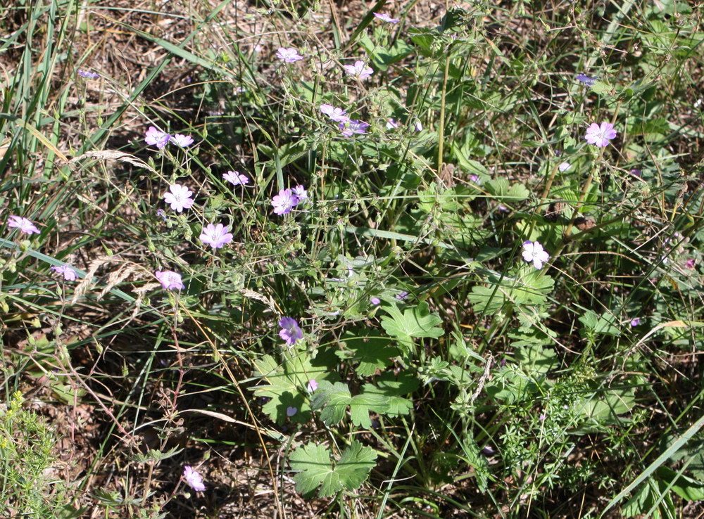 Изображение особи Geranium pyrenaicum.