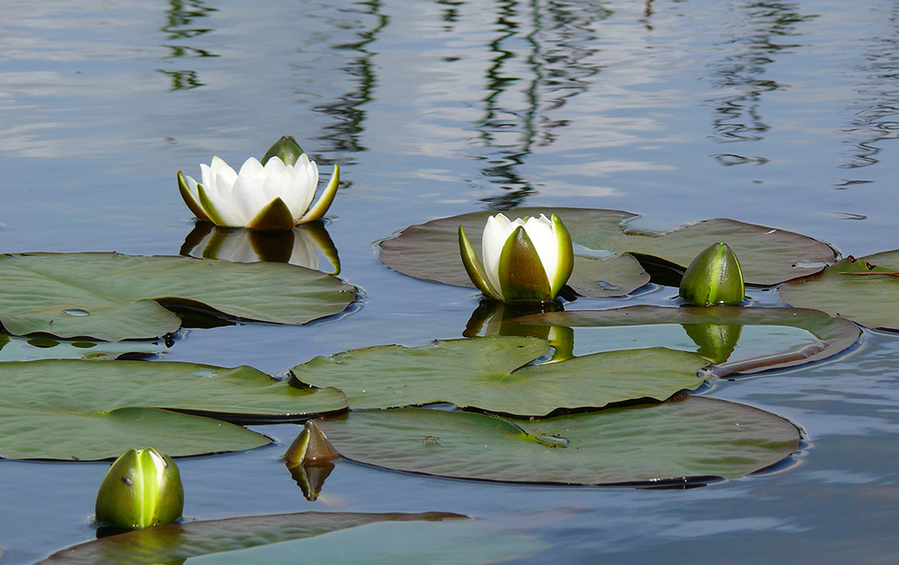 Image of Nymphaea candida specimen.