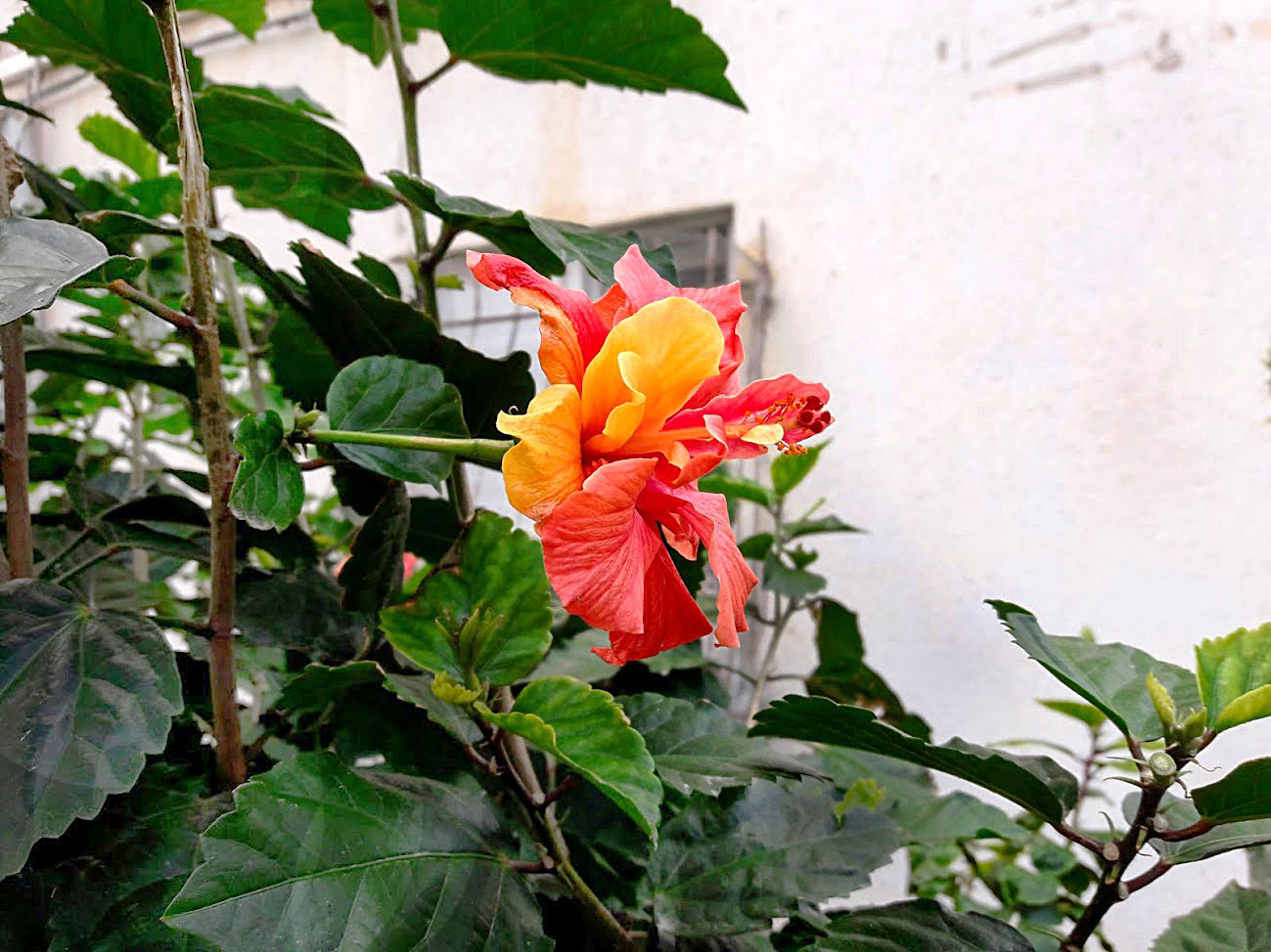 Image of Hibiscus rosa-sinensis specimen.