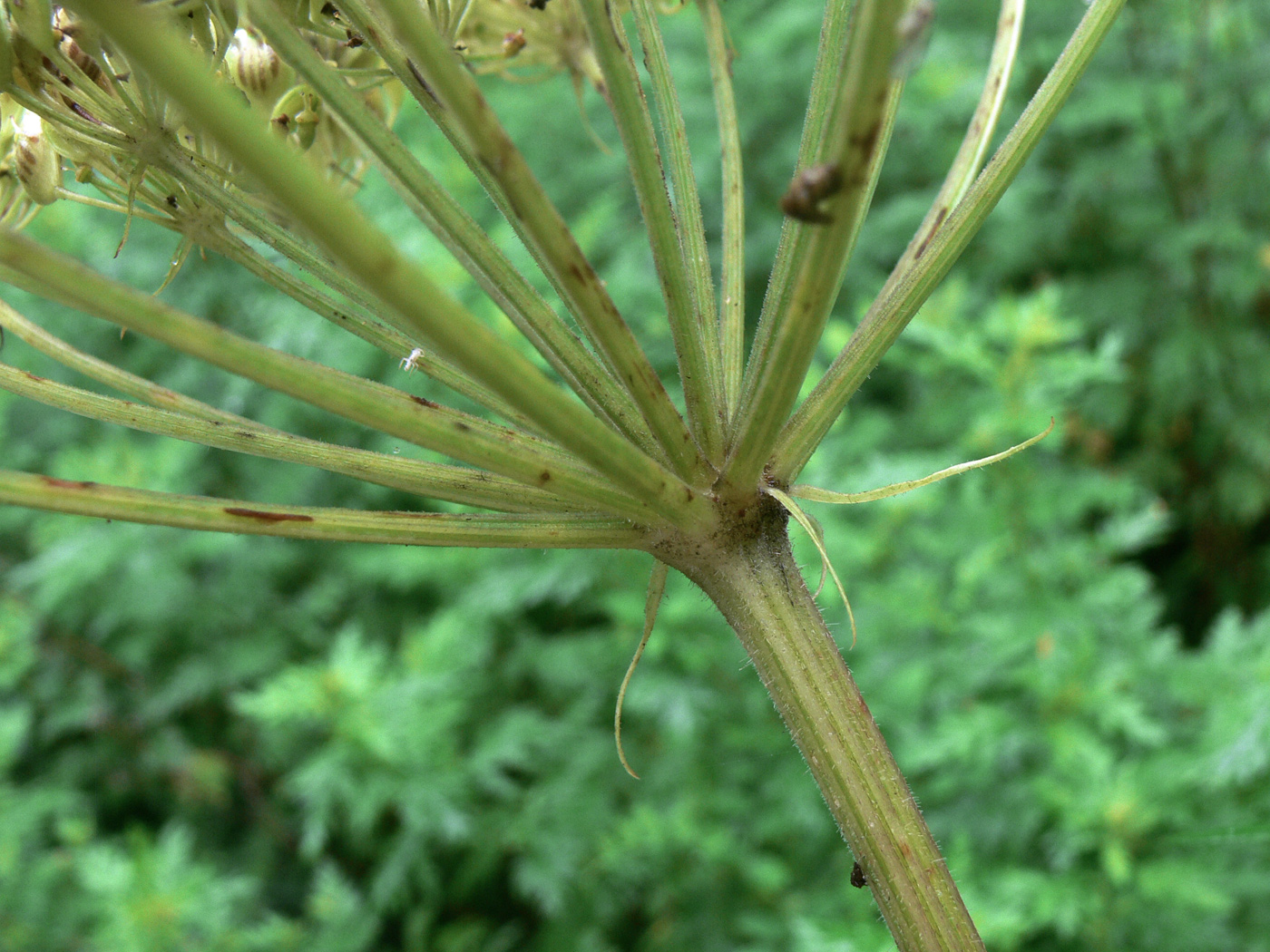 Image of Heracleum moellendorffii specimen.