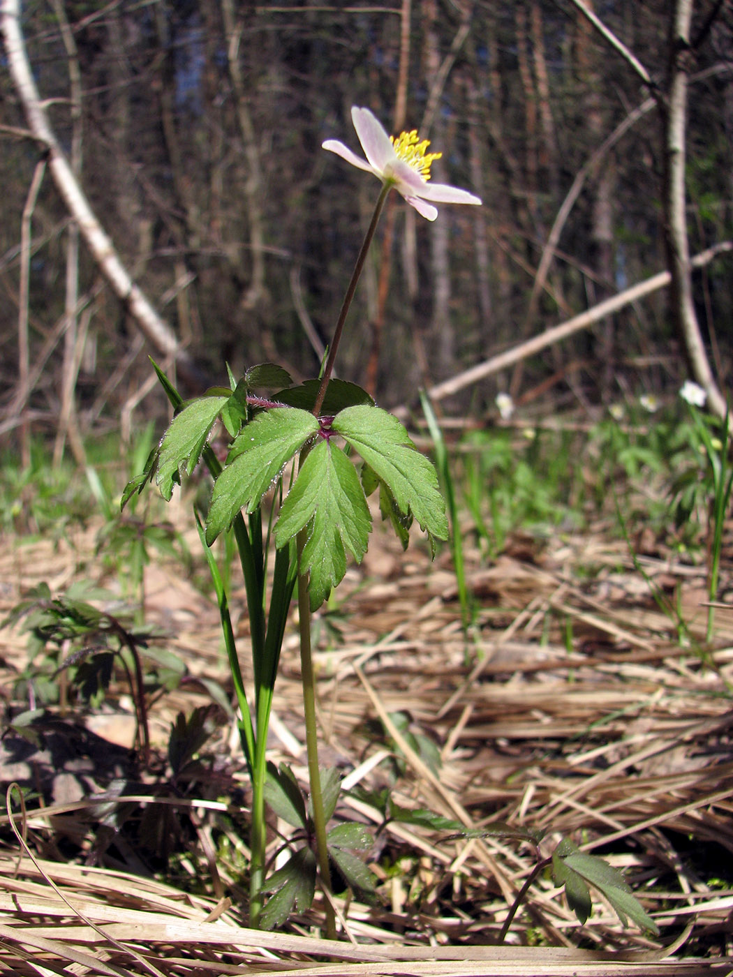 Image of Anemone nemorosa specimen.