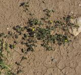 род Medicago