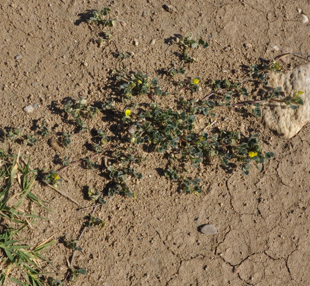 Изображение особи род Medicago.