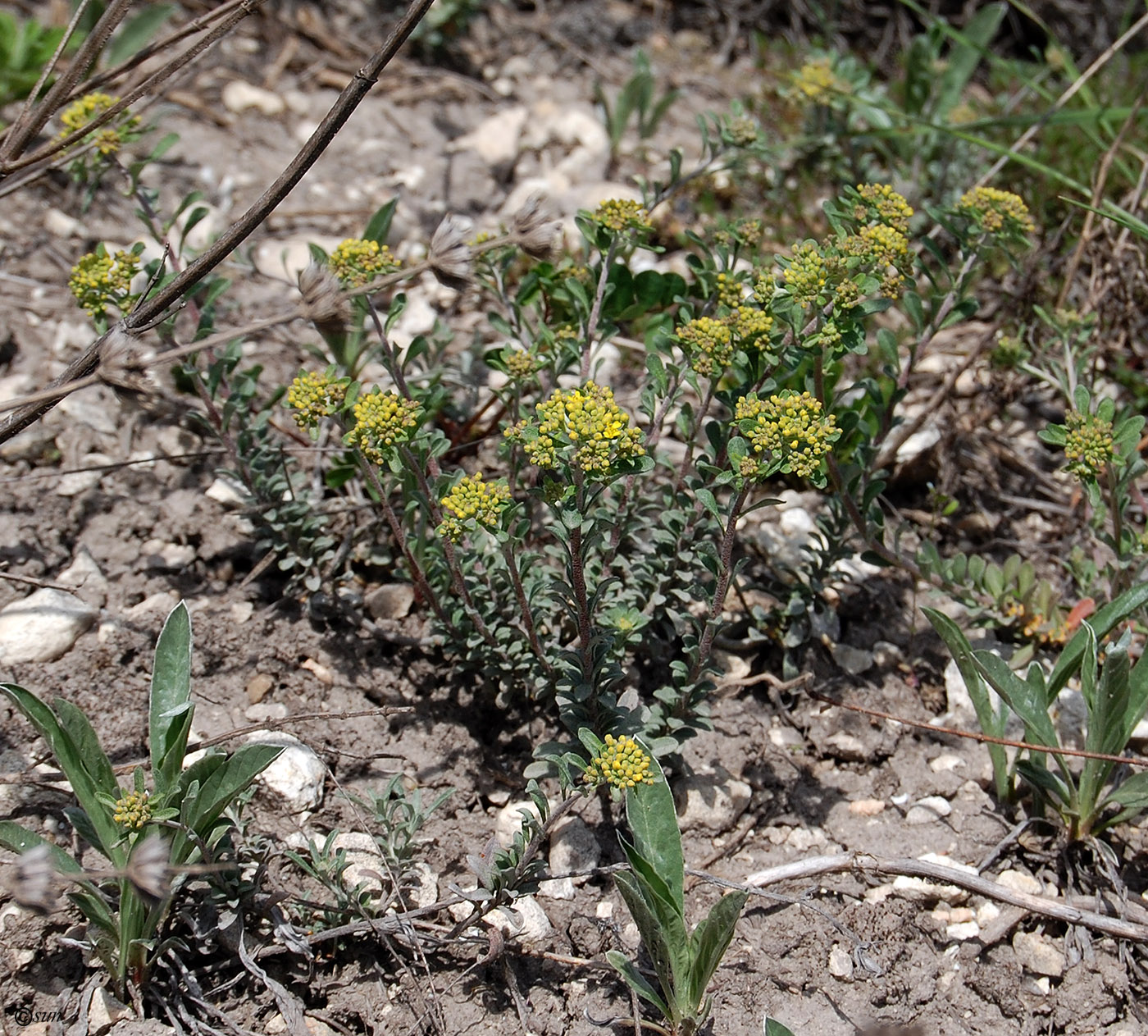 Image of Odontarrhena tortuosa specimen.