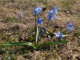 Scilla siberica