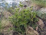 Potentilla foliosa