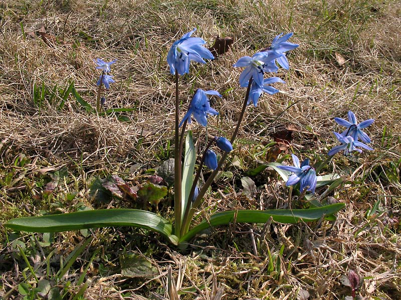 Изображение особи Scilla siberica.