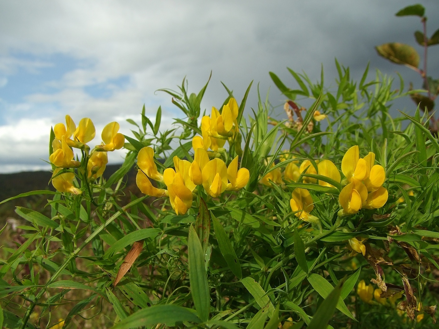 Изображение особи Lathyrus pratensis.