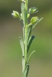 Alyssum alyssoides. Часть побега с цветками. Ростовская обл., Неклиновский р-н, Фёдоровское с/п, дол. р. Мокрый Еланчик, на каменистом склоне. 26.05.2017.