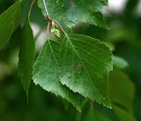 Betula pendula