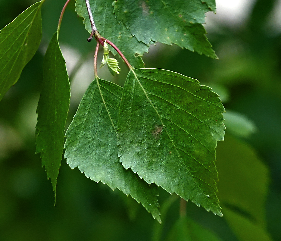 Изображение особи Betula pendula.