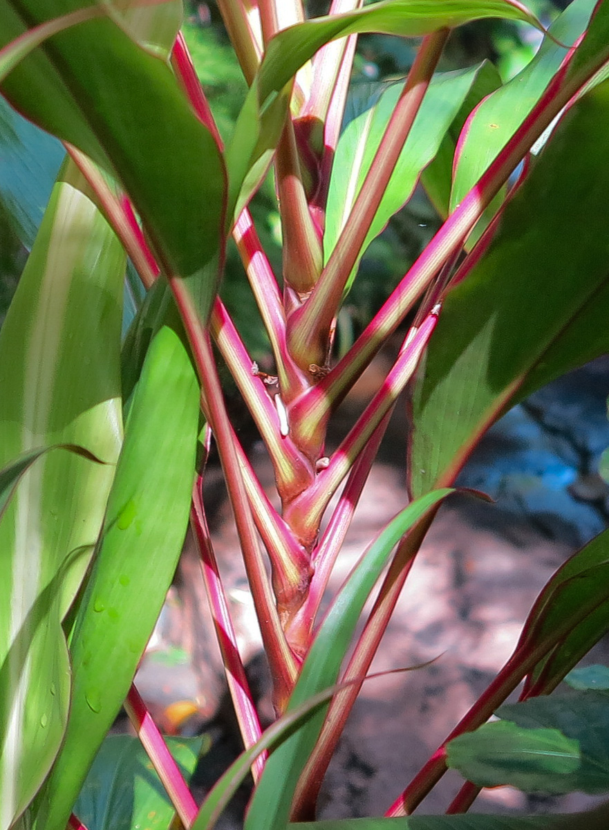 Изображение особи Cordyline fruticosa.