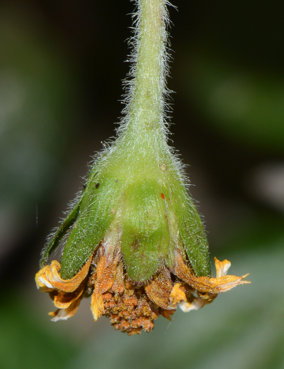 Изображение особи Tridax trilobata.