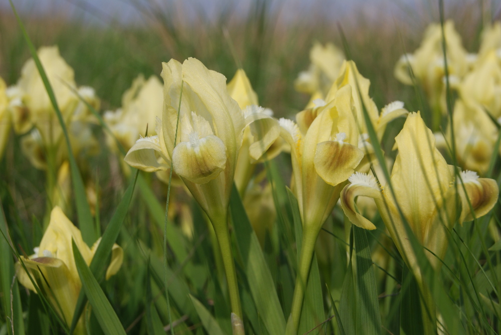 Image of Iris pumila specimen.