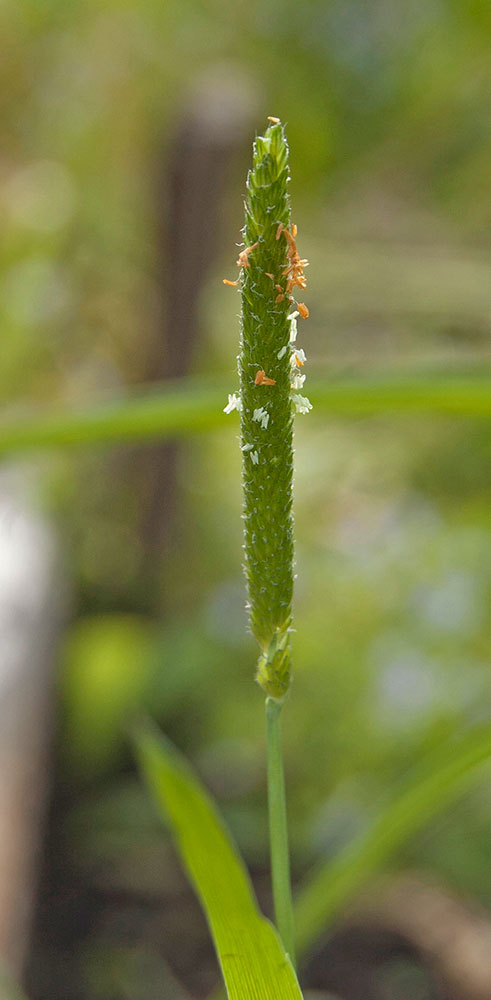 Image of Alopecurus aequalis specimen.