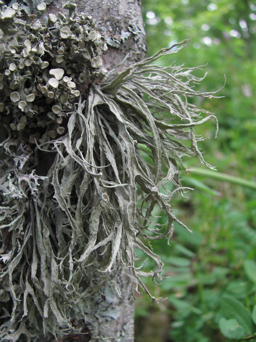 Изображение особи род Ramalina.