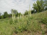 Salvia tesquicola