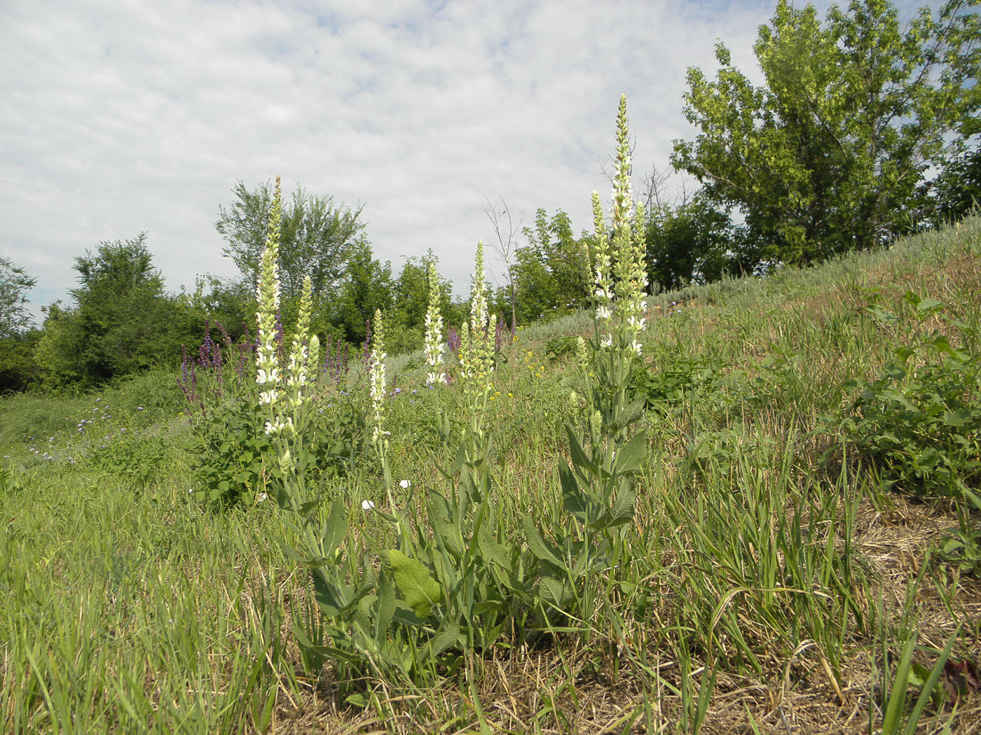 Image of Salvia tesquicola specimen.