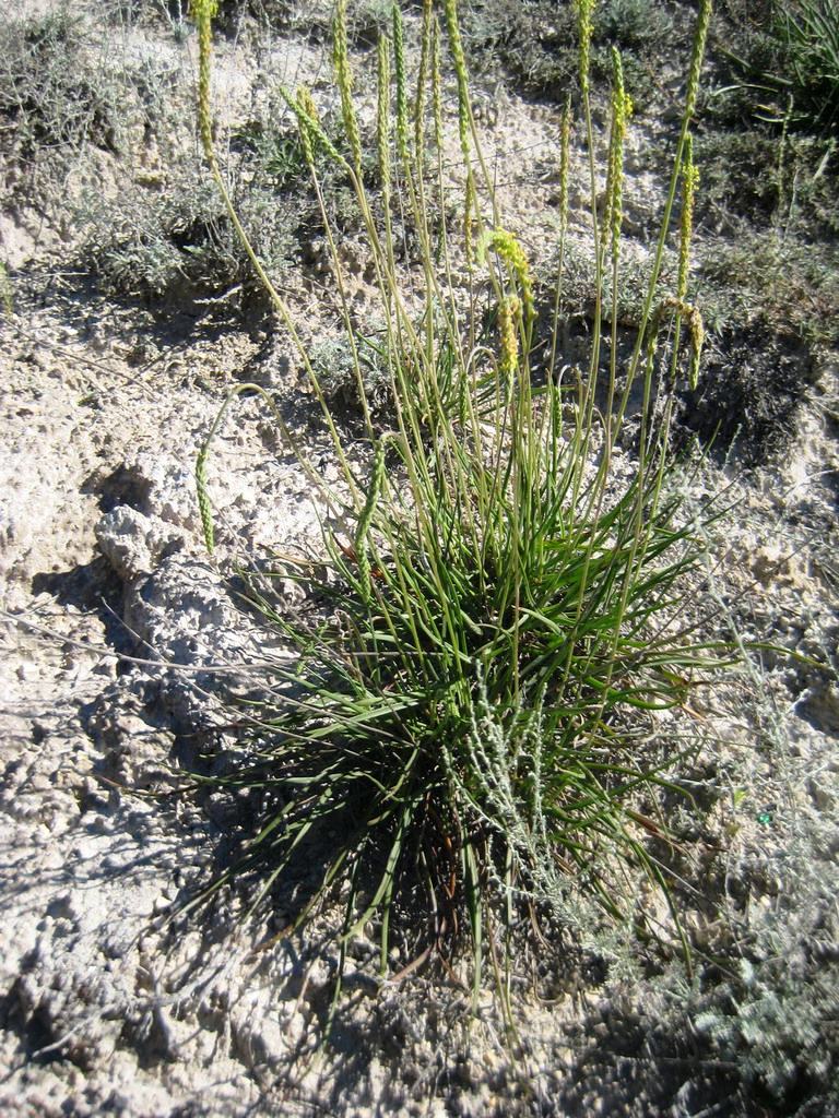 Image of Plantago salsa specimen.
