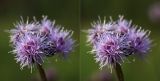 род Cirsium