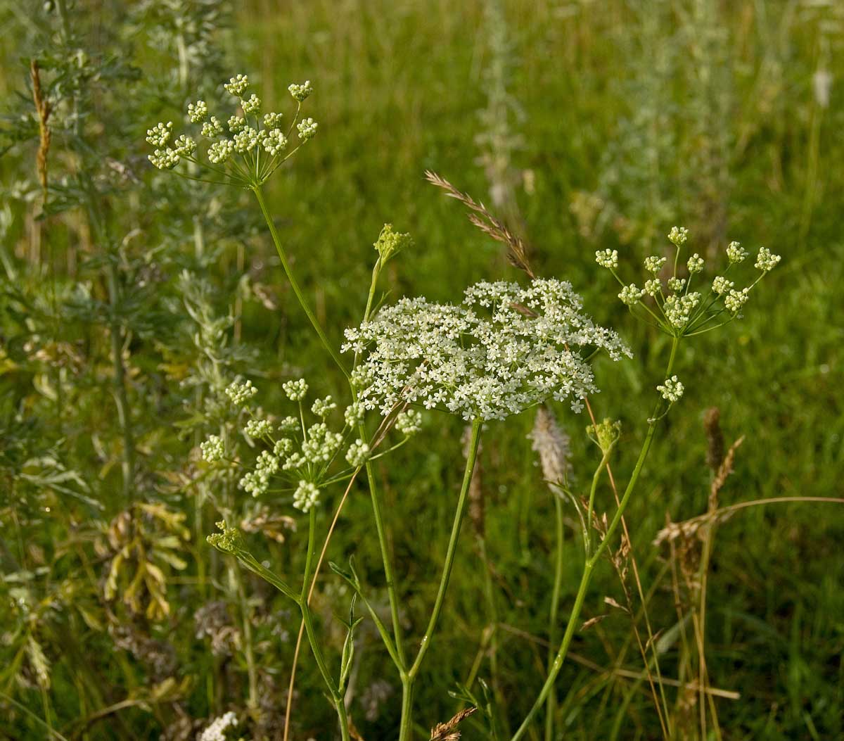 Изображение особи Pimpinella nigra.