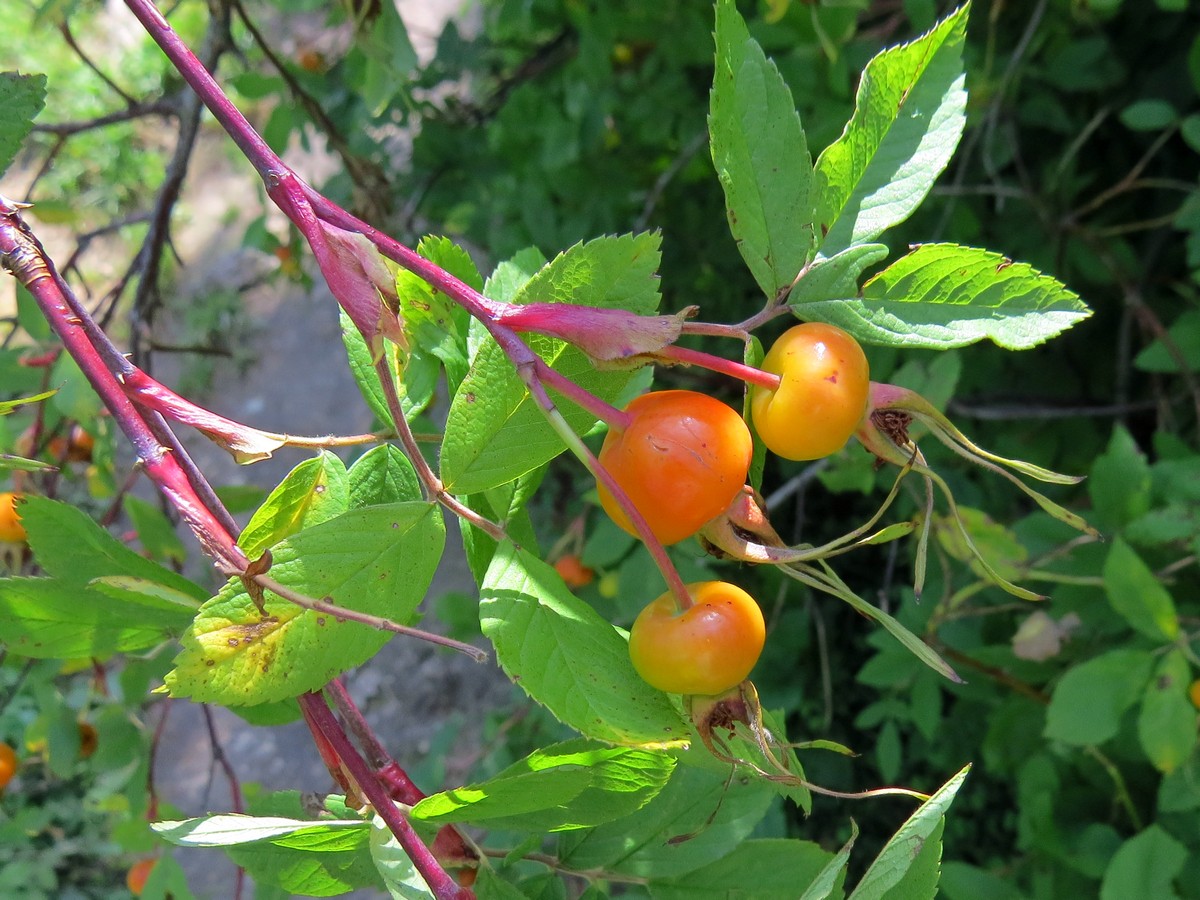 Image of genus Rosa specimen.