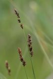 Carex diandra