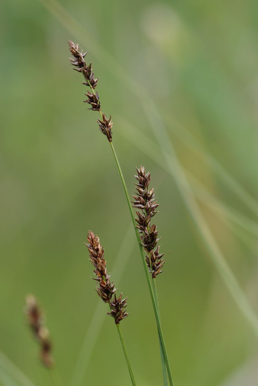 Image of Carex diandra specimen.