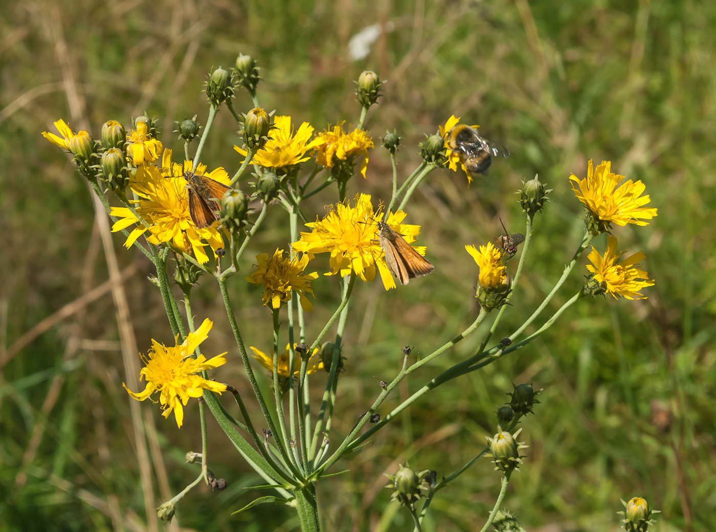 Изображение особи Hieracium umbellatum.