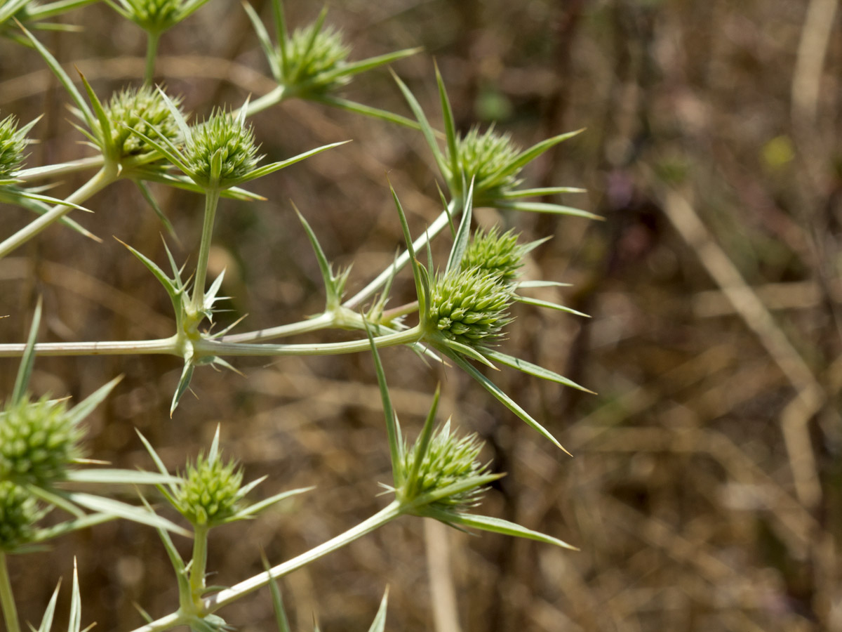 Изображение особи Eryngium campestre.