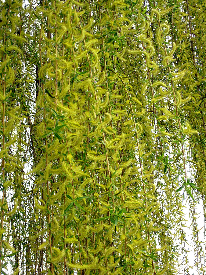 Image of Salix &times; sepulcralis specimen.