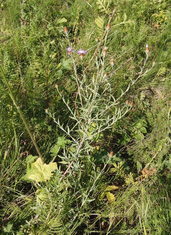 Изображение особи Centaurea jacea ssp. substituta.