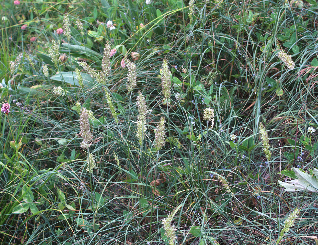 Image of Koeleria albovii specimen.