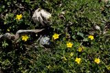 Lysimachia serpyllifolia