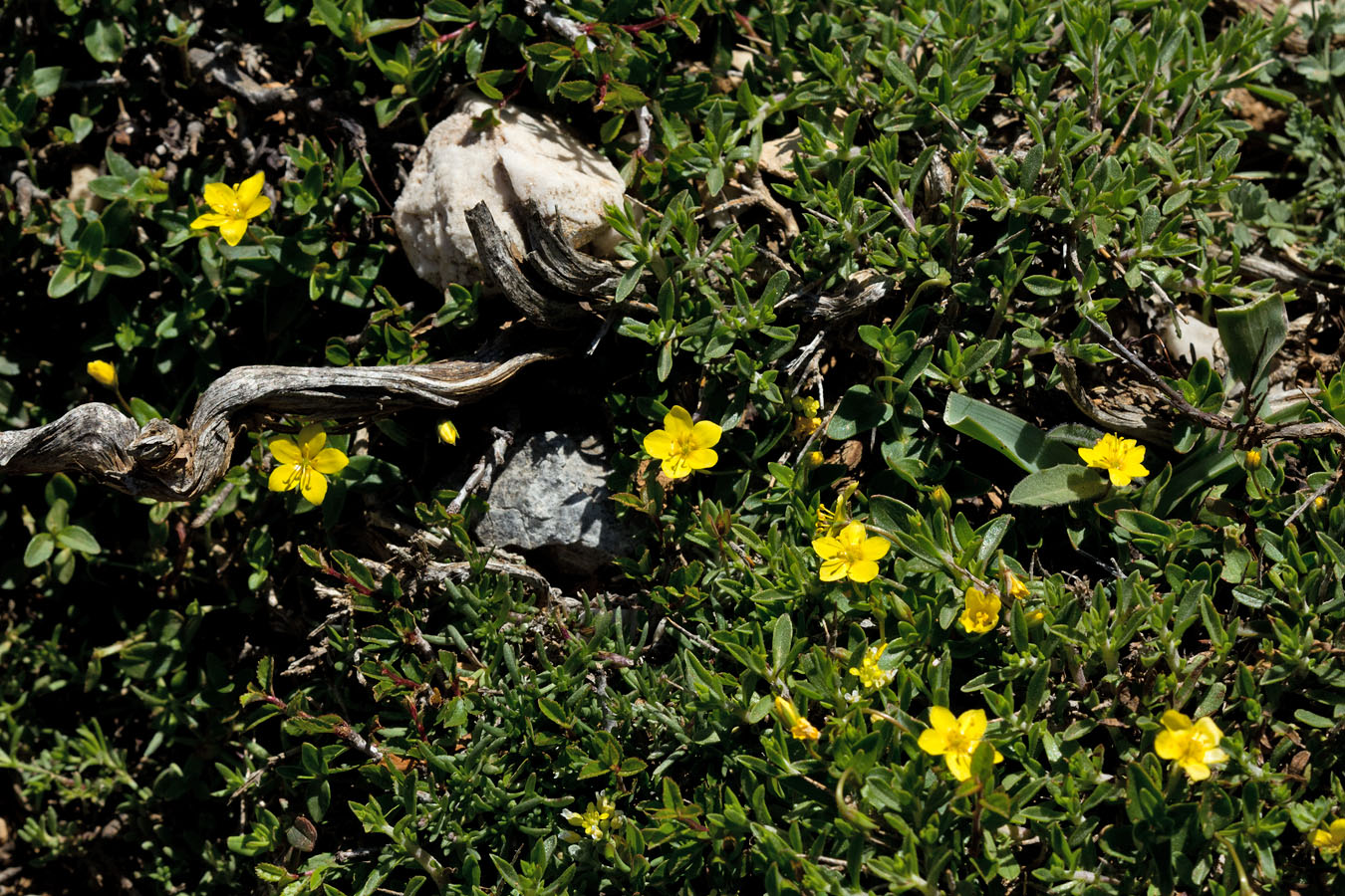 Image of Lysimachia serpyllifolia specimen.