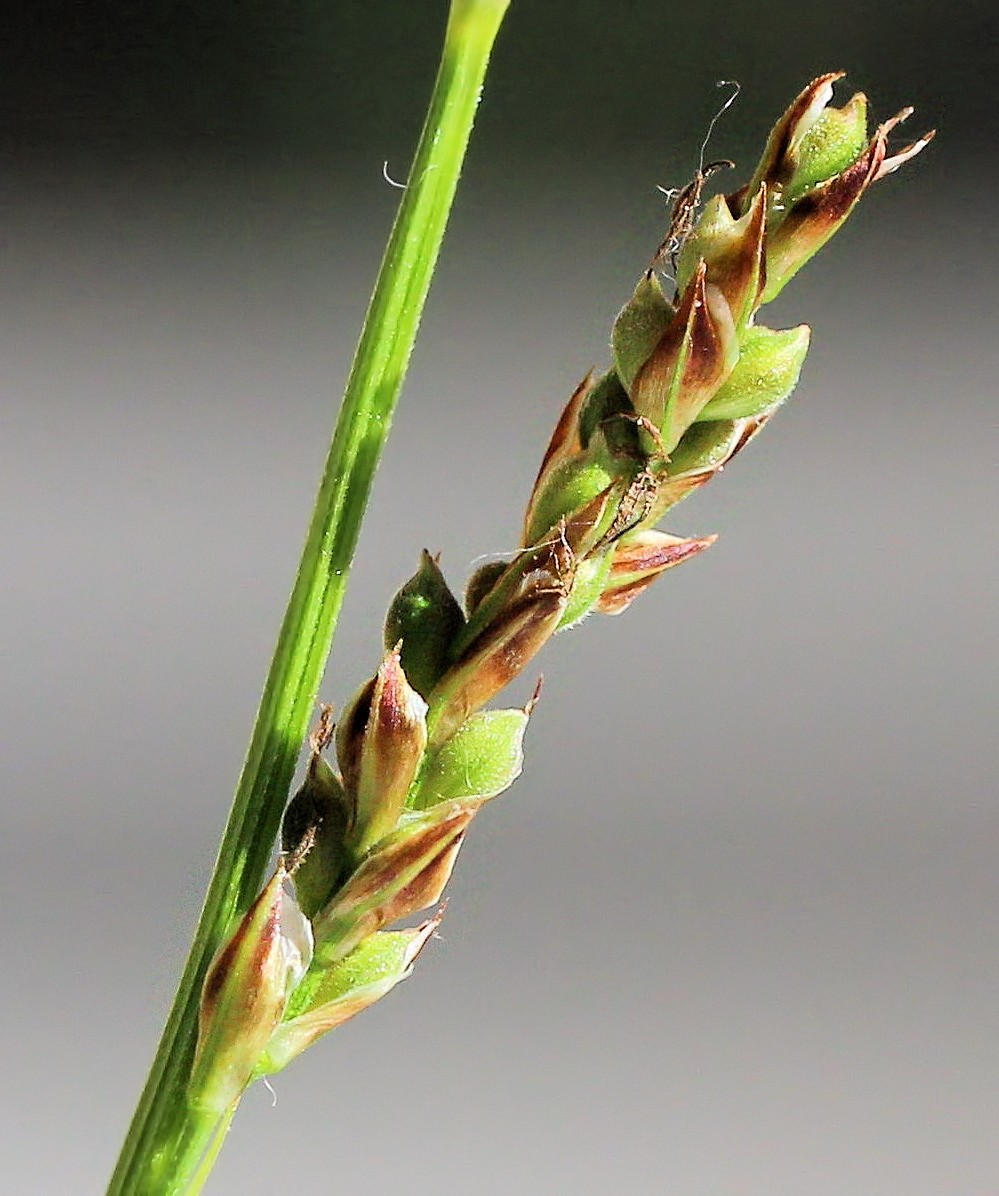 Изображение особи Carex reventa.