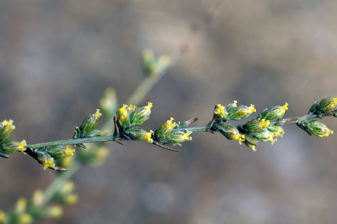 Изображение особи Artemisia serotina.