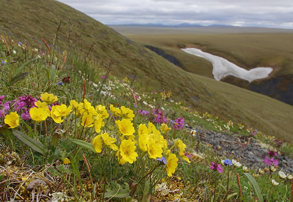 Image of genus Potentilla specimen.