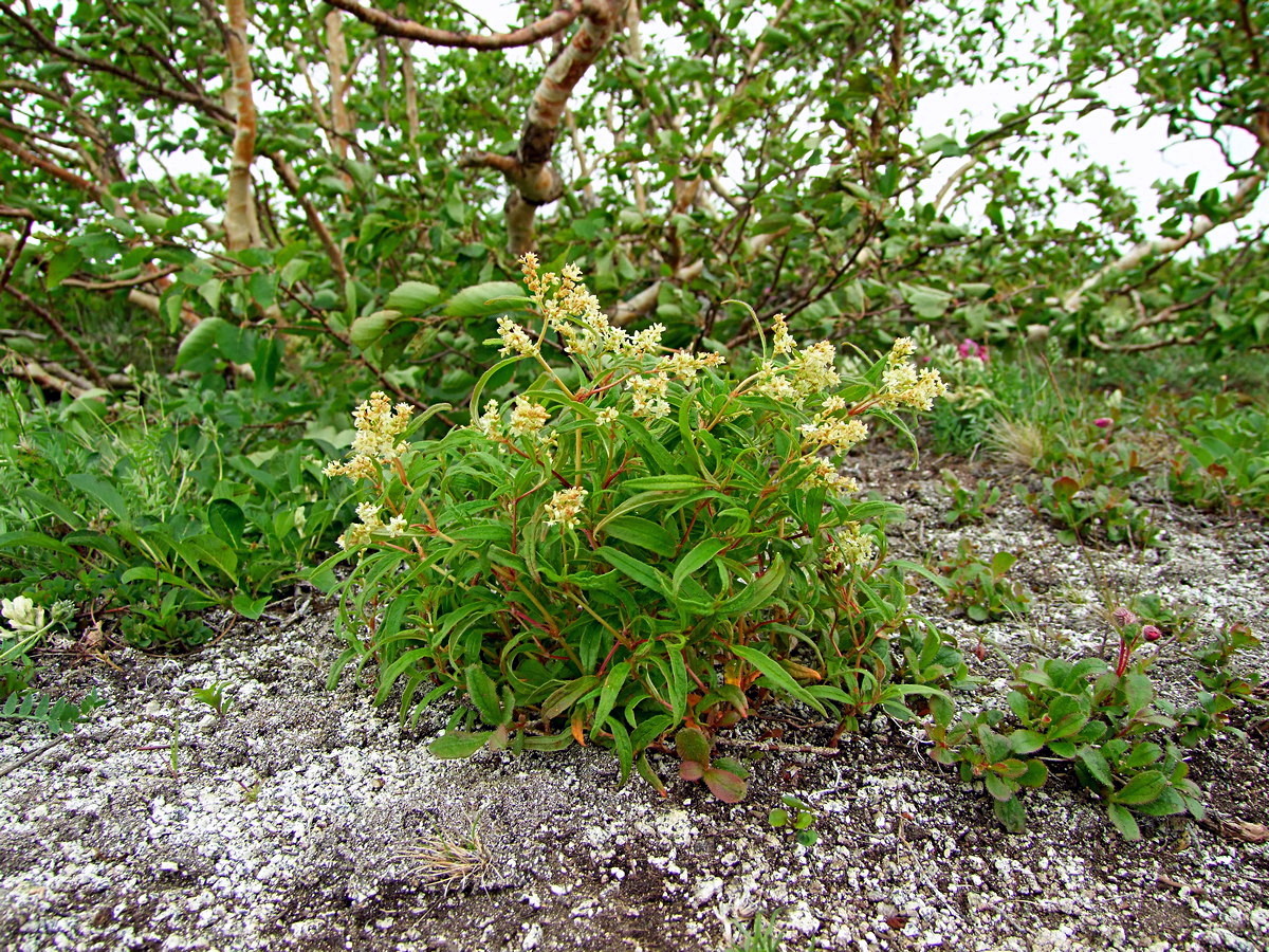 Изображение особи Aconogonon ajanense.