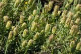 Lavandula stoechas. Верхушки побегов с отцветшими соцветиями. Греция, о-в Крит, ном Ханья (Νομός Χανίων), дим Платаньяс (Δήμος Πλατανιά), долина Фаса, ≈ 300 м н.у.м., фригана. 22 июня 2017 г.