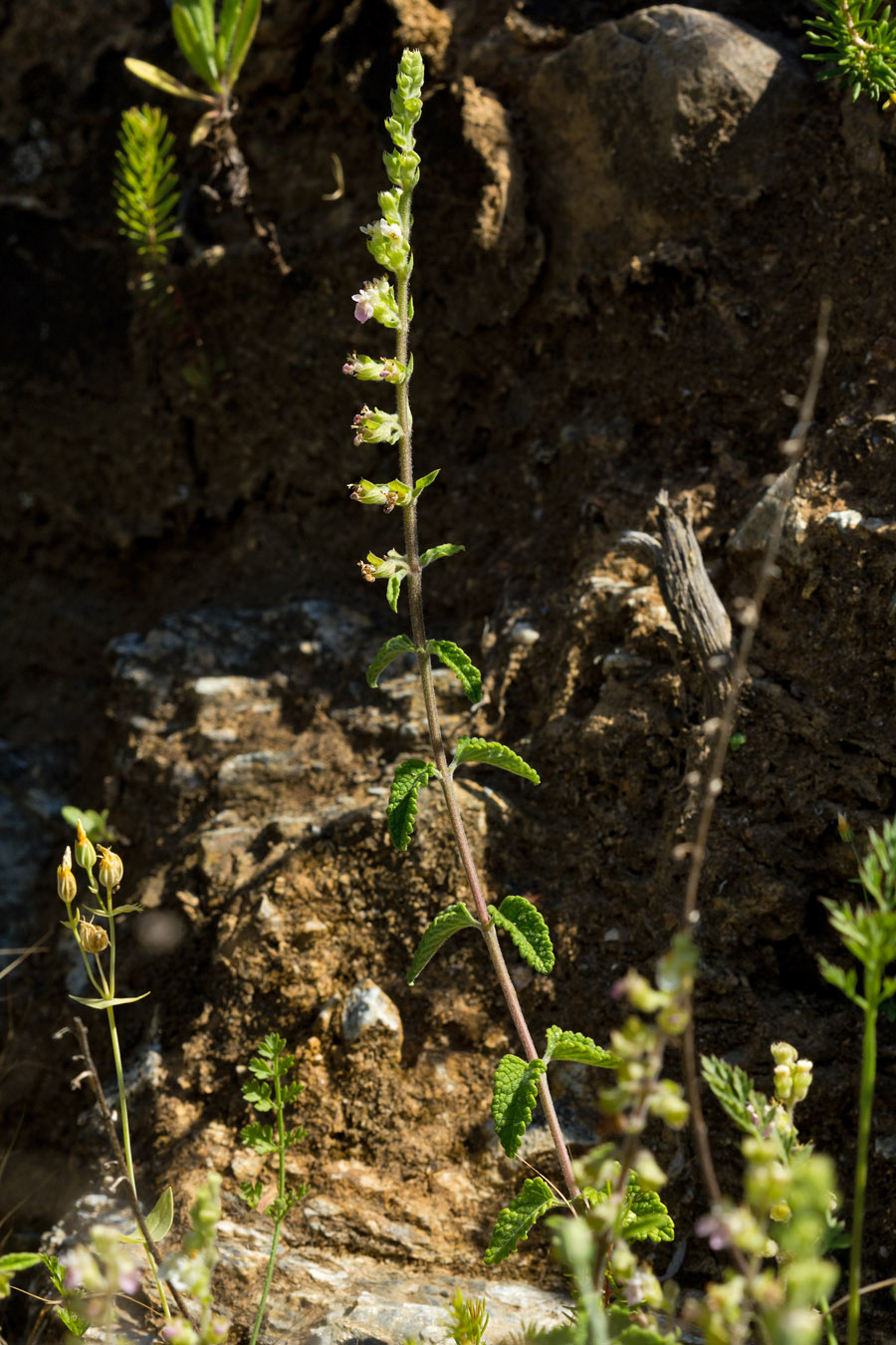 Изображение особи Teucrium massiliense.