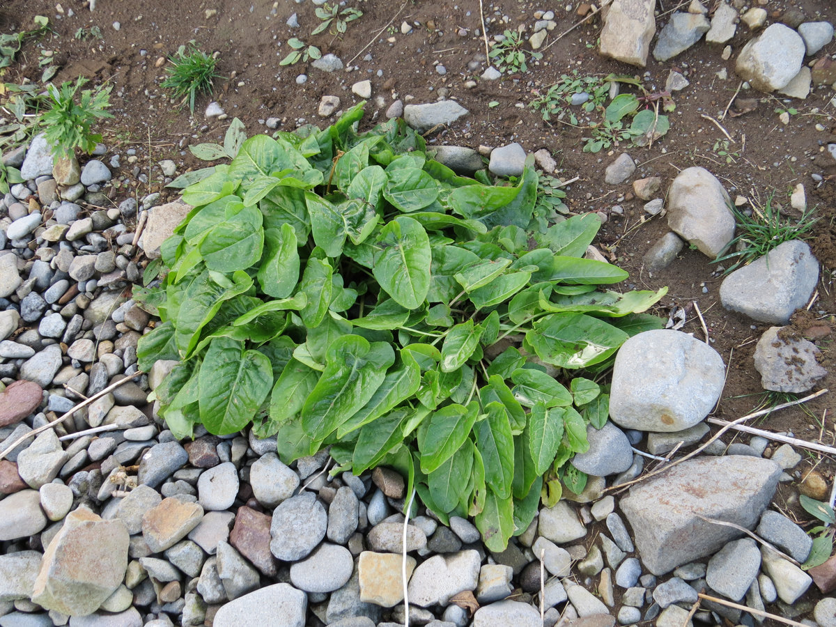 Image of Rumex lapponicus specimen.