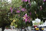 Ceiba speciosa