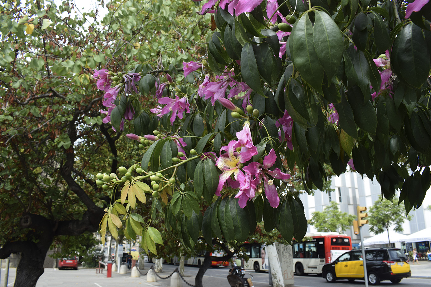 Изображение особи Ceiba speciosa.