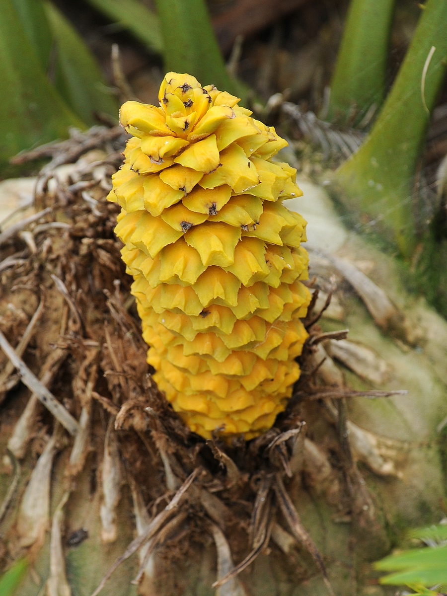 Изображение особи Encephalartos lebomboensis.