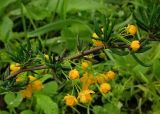 Berberis × stenophylla