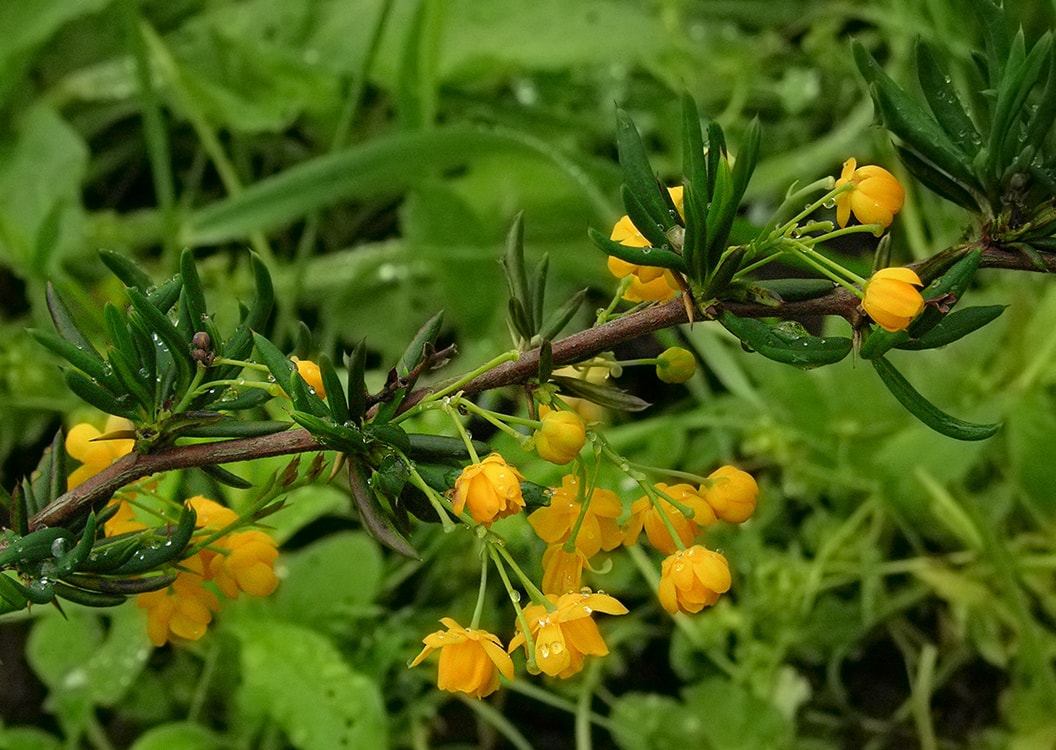 Image of Berberis &times; stenophylla specimen.